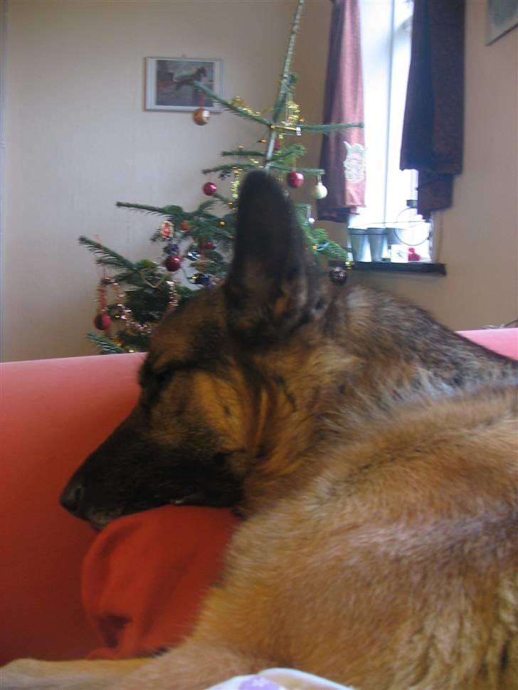 Blanding af racer Conrad billede 5