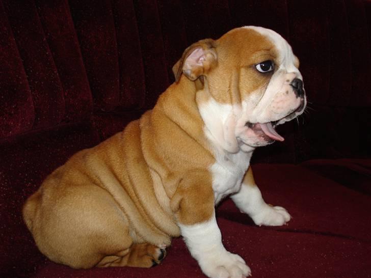 Engelsk bulldog bella billede 2