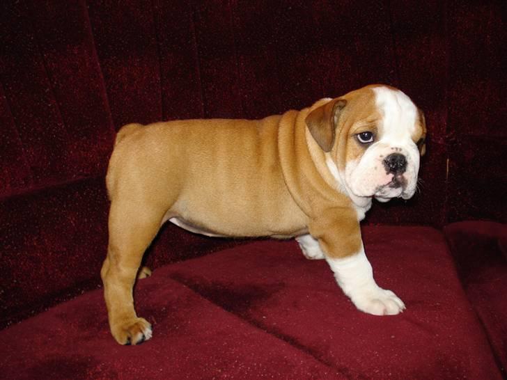 Engelsk bulldog bella billede 4