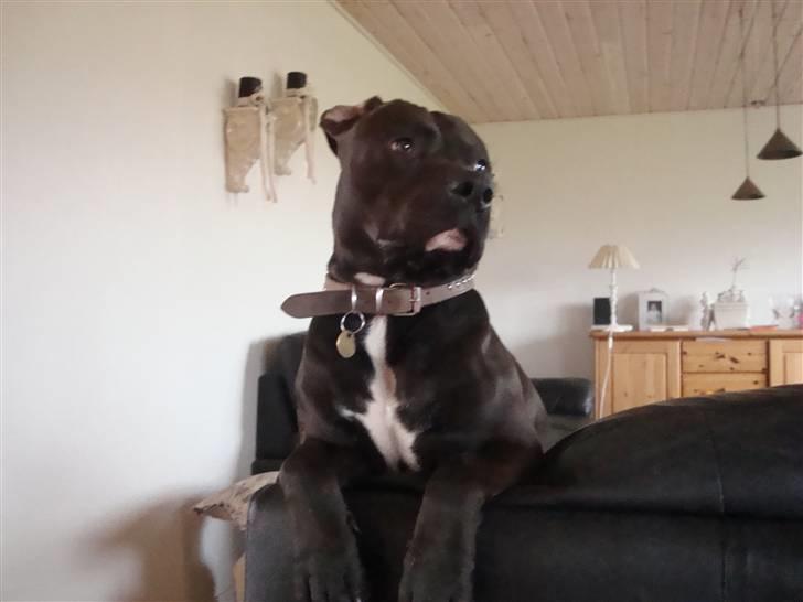 Amerikansk staffordshire terrier anton billede 1