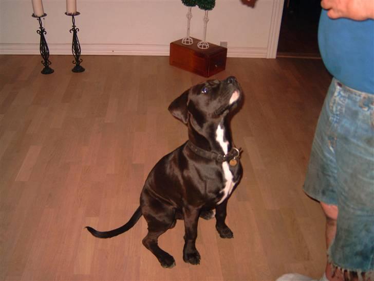 Amerikansk staffordshire terrier anton billede 2