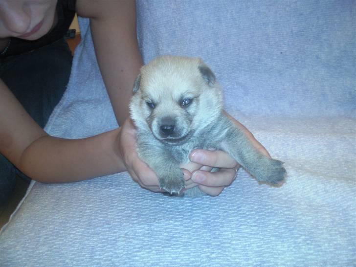 Blanding af racer TriQo - Her er jeg 16 dage gammel billede 1