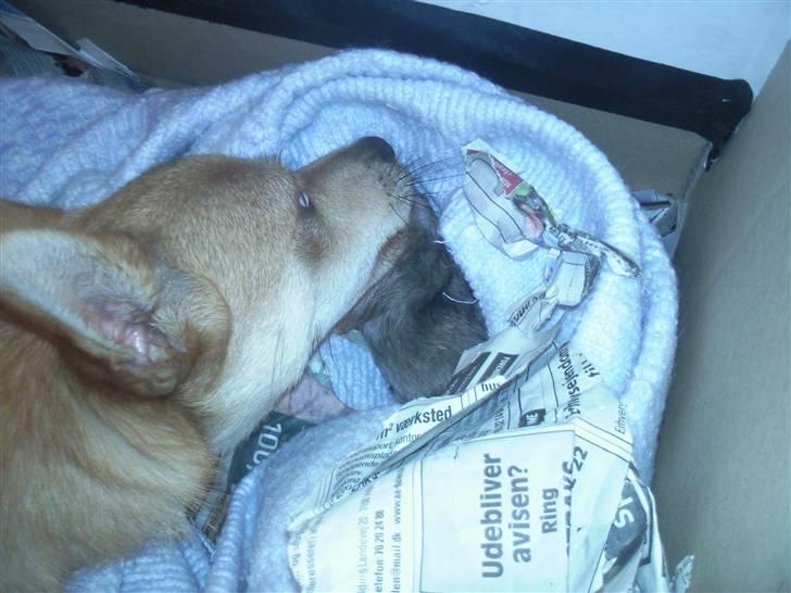 Blanding af racer TriQo - Mor Pyt er ved at gøre mig ren billede 2