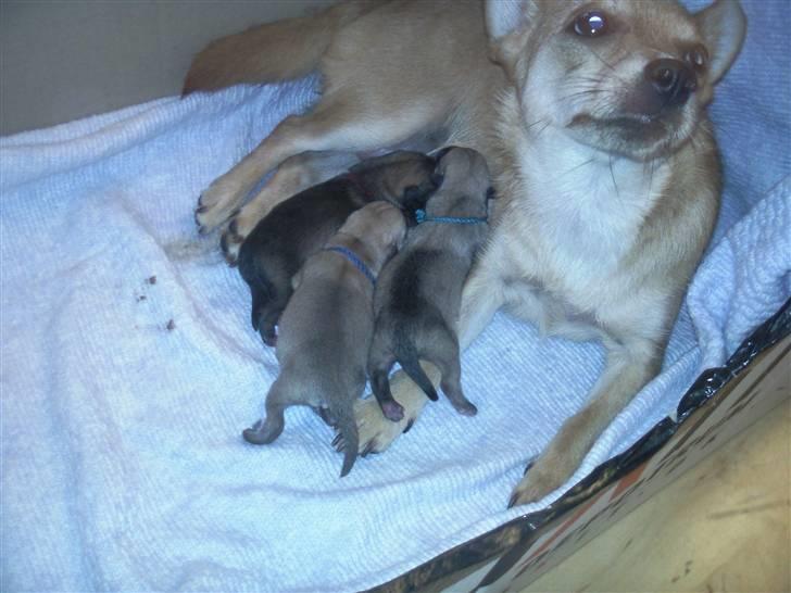 Blanding af racer TriQo - Her ses jeg med mine søskende, fra venstre: Mollie, lille mig og lille manden billede 3