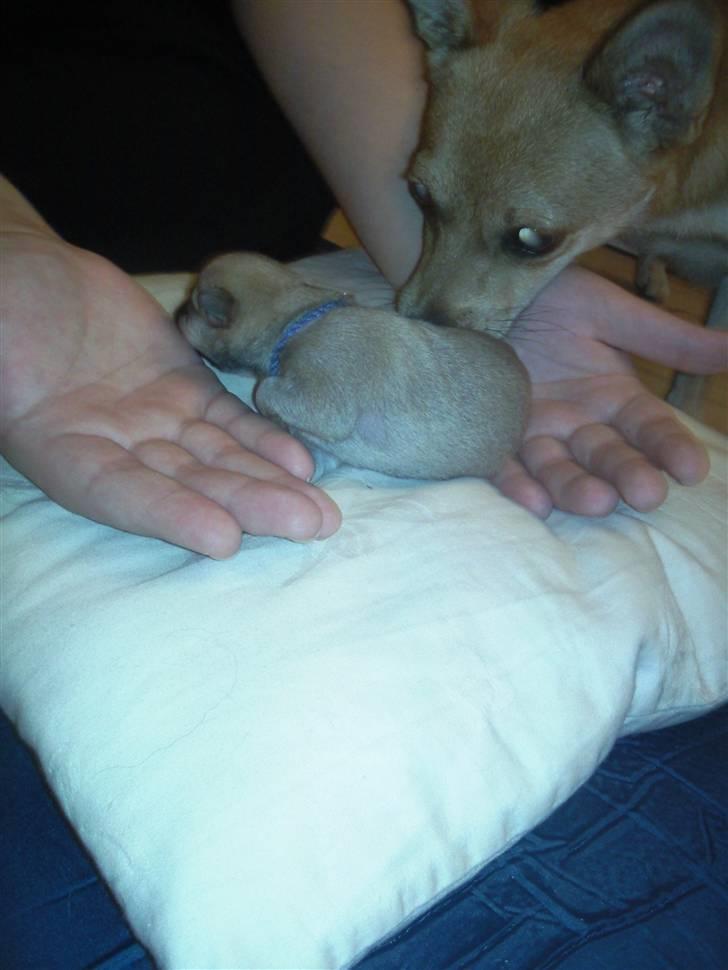 Blanding af racer TriQo - Min mor kommer for at se hvad jeg laver billede 4