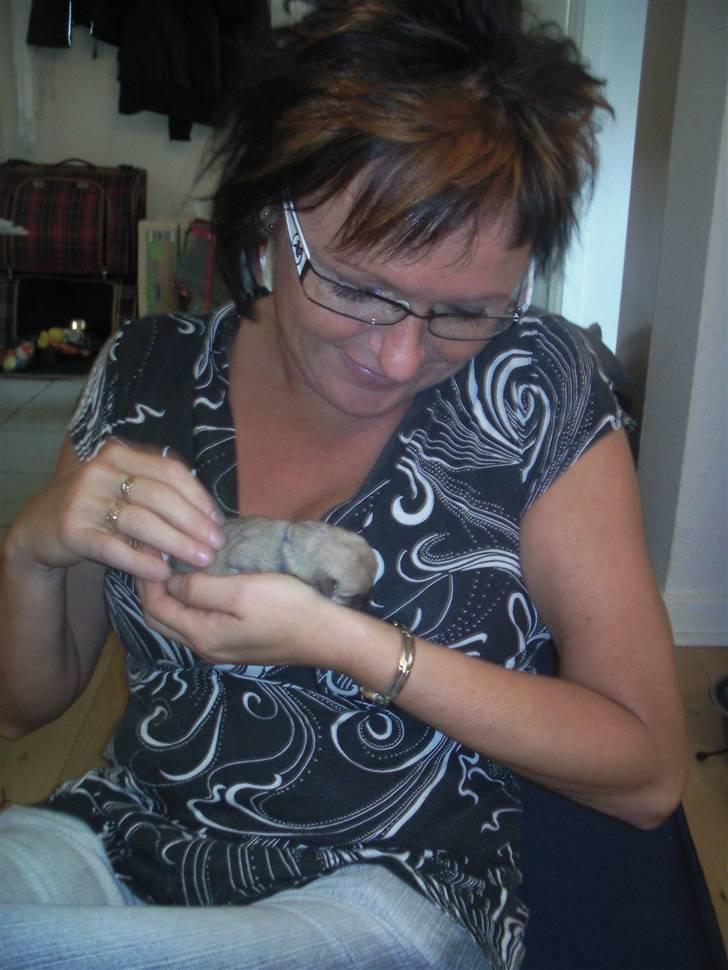 Blanding af racer TriQo - Med oldemor igen ;) billede 6