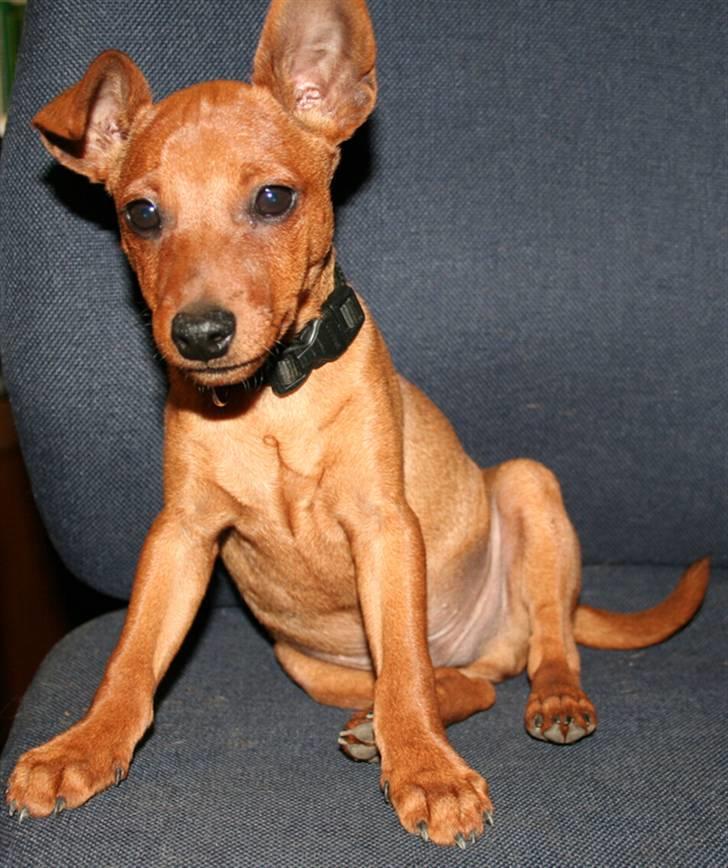 Dvaergpinscher Bombastic Leopold T F. - Så skulle jeg lige sidde pænt billede 6