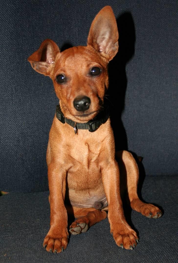 Dvaergpinscher Bombastic Leopold T F. - Det gik lidt bedre nu med at sidde. billede 7