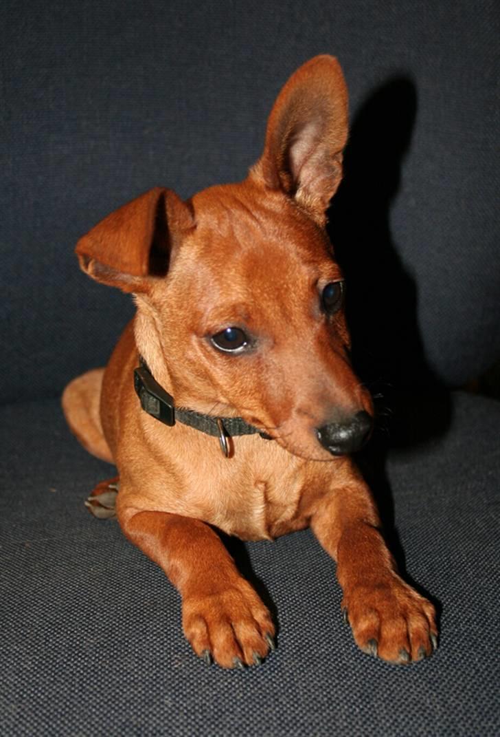 Dvaergpinscher Bombastic Leopold T F. - hov hvad er nu det. billede 8