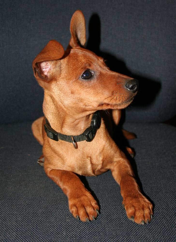 Dvaergpinscher Bombastic Leopold T F. - Oj det kan i ikke se, men jeg ser katten på liste poter. billede 9