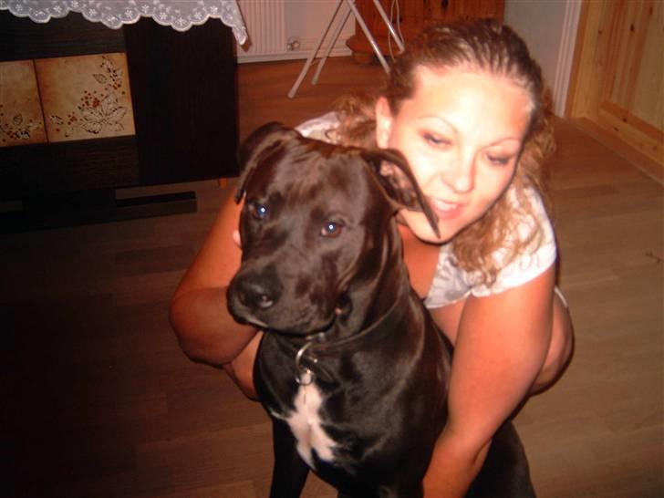 Amerikansk staffordshire terrier anton - min mooaarr billede 3