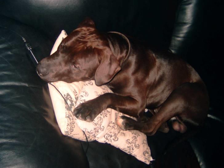 Amerikansk staffordshire terrier anton billede 4