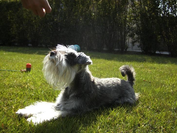 Dvaergschnauzer Tessa billede 8