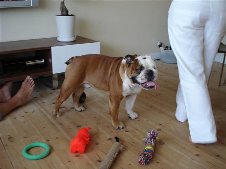 Engelsk bulldog Samson billede 14