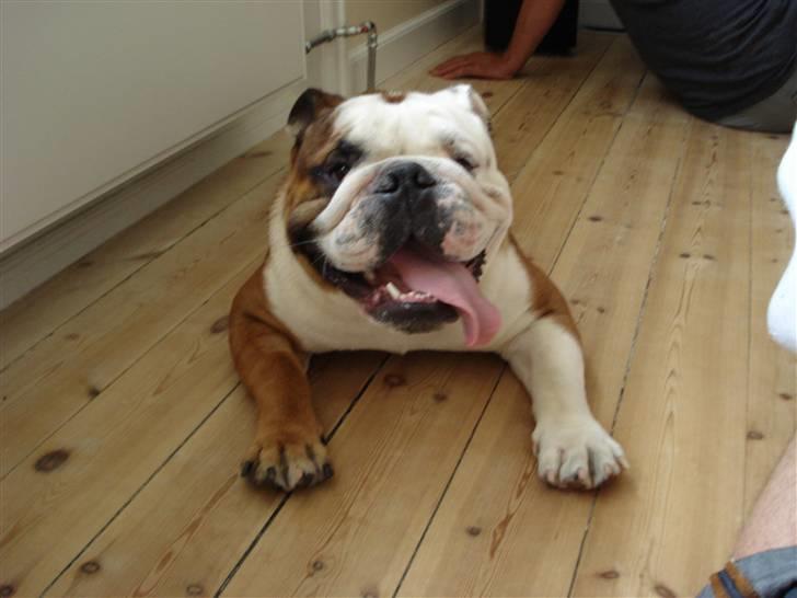 Engelsk bulldog Samson billede 15