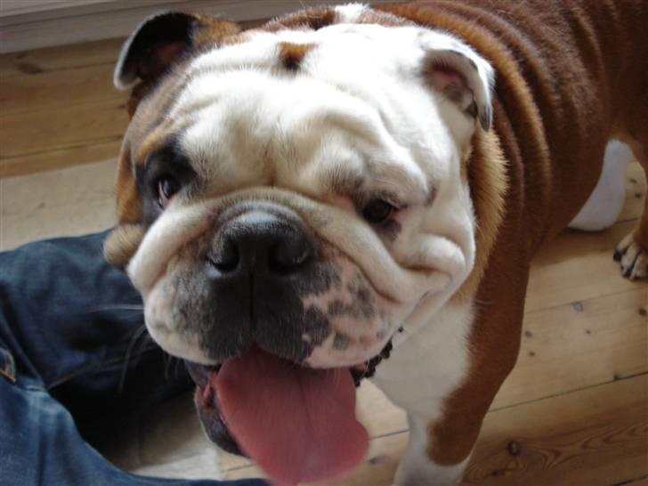 Engelsk bulldog Samson billede 16