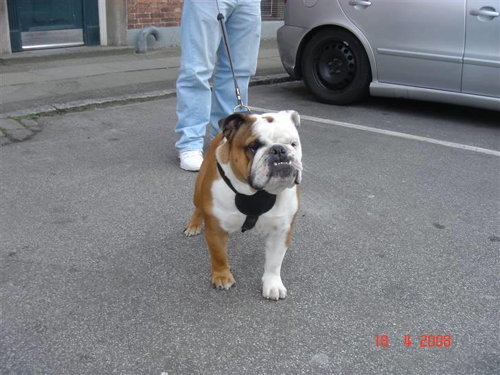 Engelsk bulldog Samson billede 17