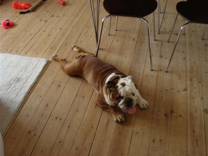 Engelsk bulldog Samson billede 18
