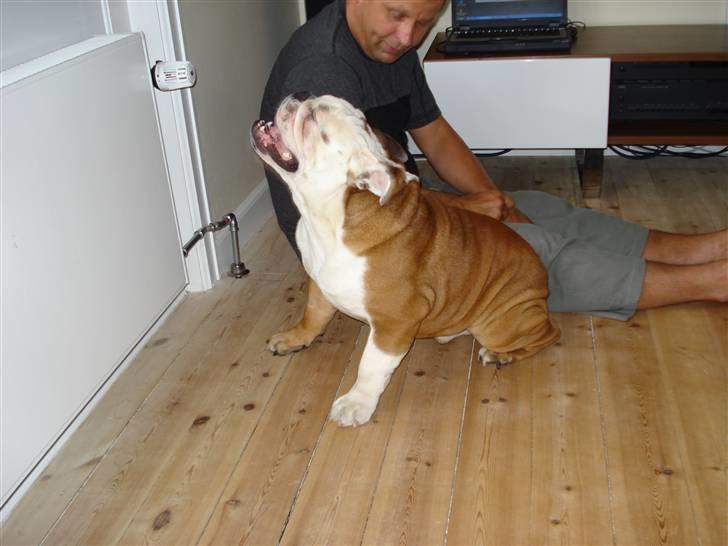 Engelsk bulldog Samson billede 19