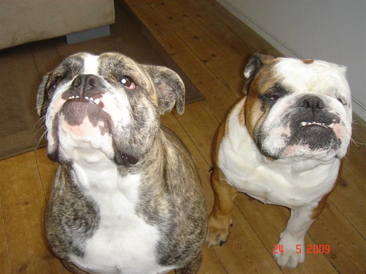 Engelsk bulldog Samson billede 20