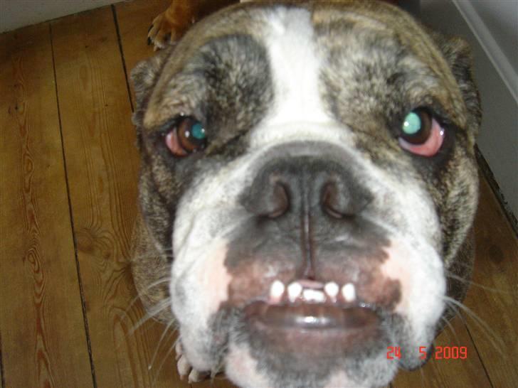 Engelsk bulldog Luna billede 1