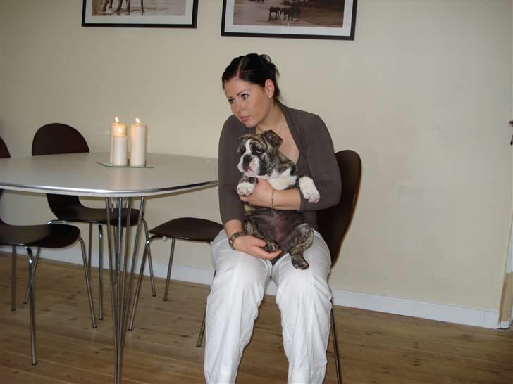 Engelsk bulldog Luna billede 2