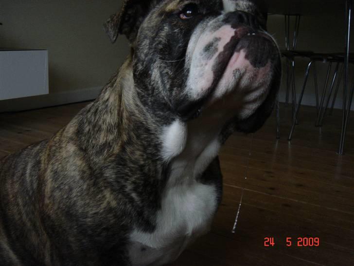 Engelsk bulldog Luna - Savle savle lille Luna.. :) billede 3