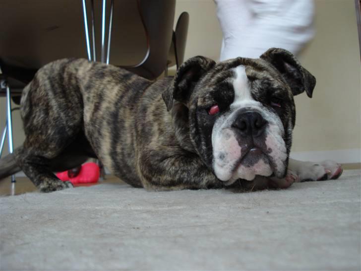 Engelsk bulldog Luna billede 4