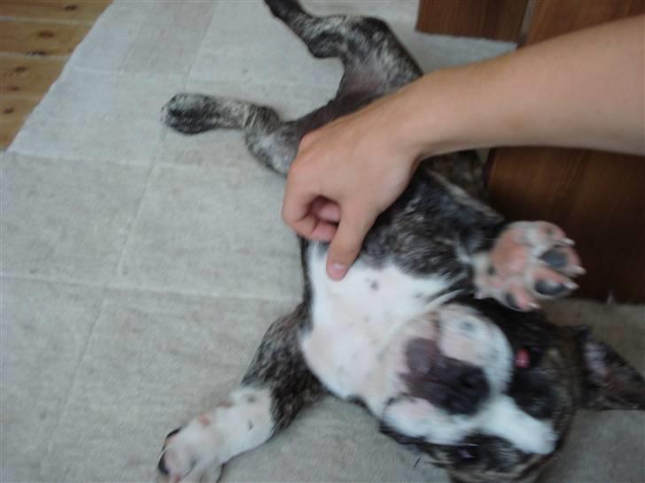 Engelsk bulldog Luna billede 5