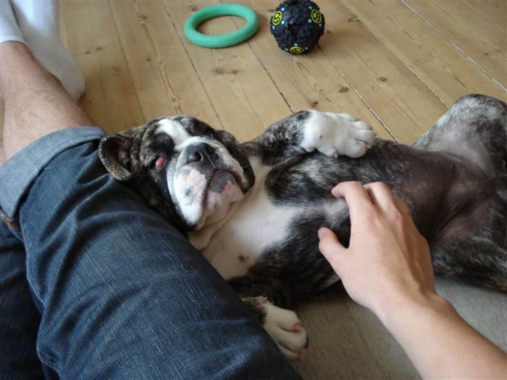 Engelsk bulldog Luna billede 6