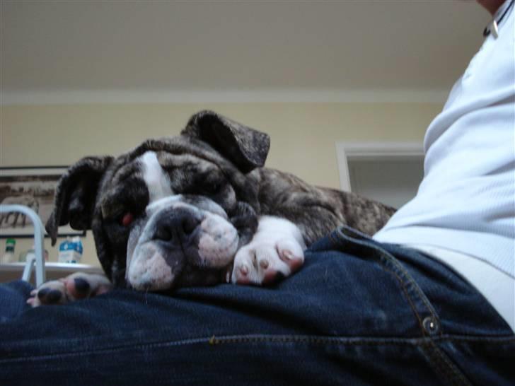 Engelsk bulldog Luna billede 7