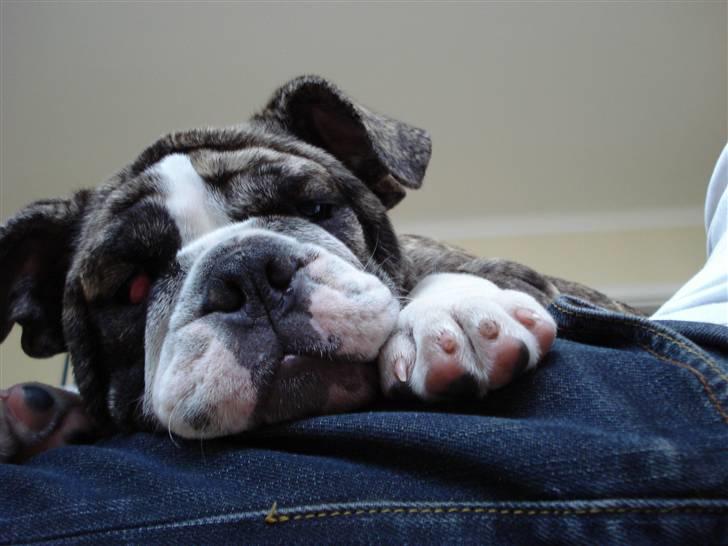 Engelsk bulldog Luna billede 8