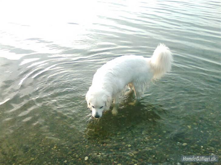 Blanding af racer Simba *I hunde-himlen <3* - Vand-hund :O) billede 10