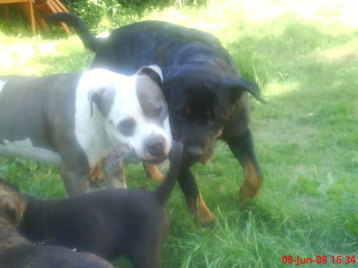 Rottweiler Jilly - ihh hvor vi hygger:)  billede 11