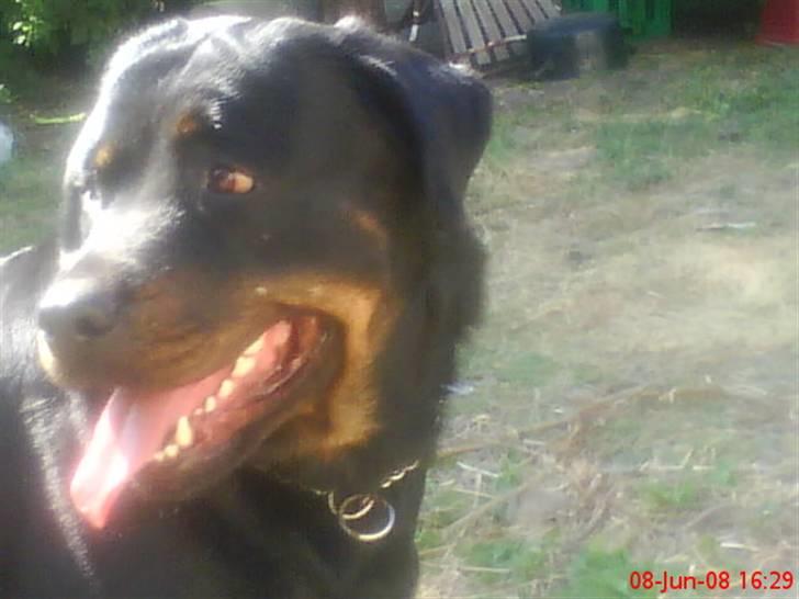 Rottweiler Jilly - stort smiiil billede 13