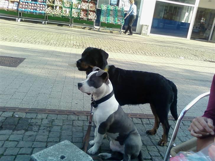 Rottweiler Jilly - på café tur med kejser milo og mor billede 14