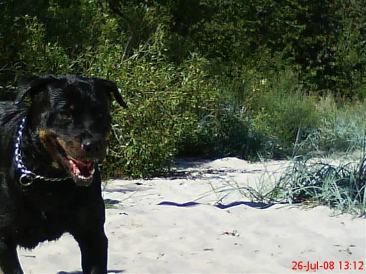 Rottweiler Jilly - hihi hvor er jeg glad:) billede 15