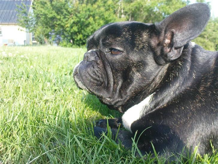 Fransk bulldog sigurd billede 1