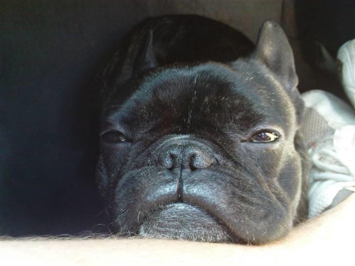 Fransk bulldog sigurd billede 2