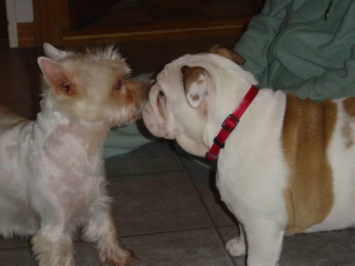 Engelsk bulldog Ziva - Lige kommet til Skagen og hilser på Cleo billede 1