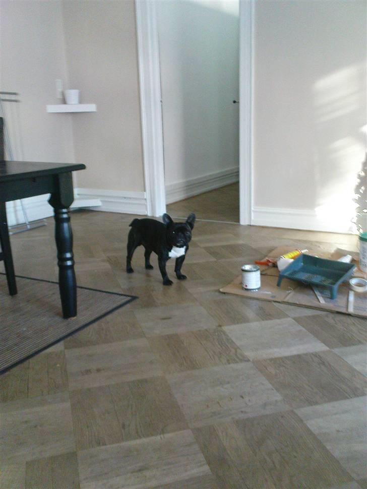 Fransk bulldog sigurd billede 3