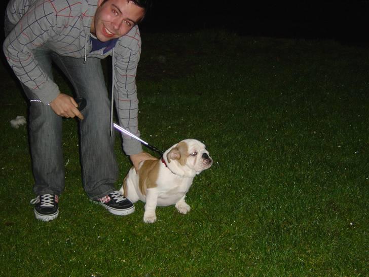 Engelsk bulldog Ziva - Første tissetår sammen med morten billede 2