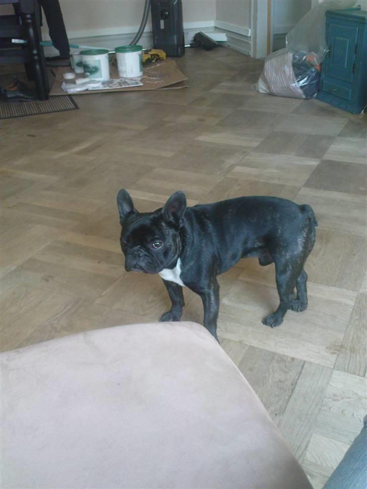 Fransk bulldog sigurd billede 4