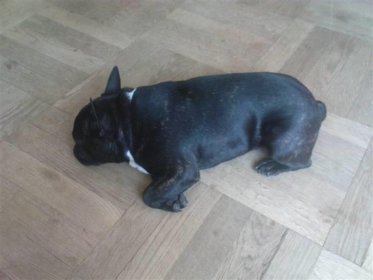 Fransk bulldog sigurd billede 5