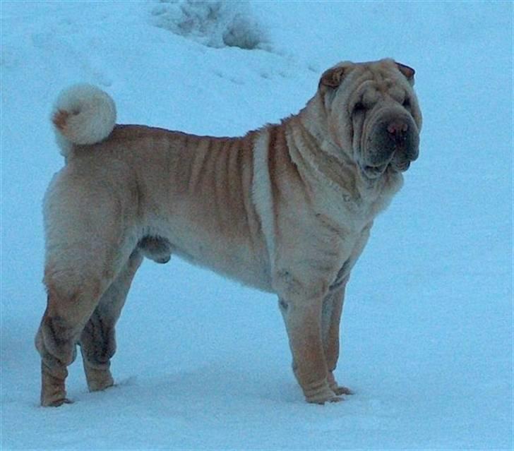 Shar pei Tequila *DØD* - Tequila´s far: Cent.  billede 15