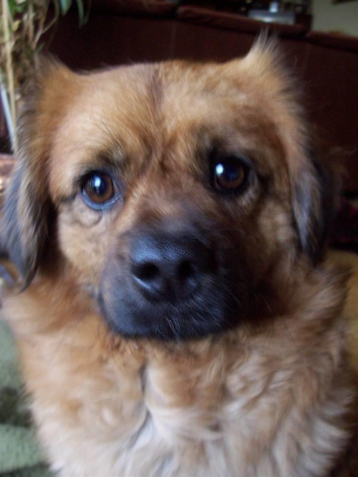 Blanding af racer Joy billede 13