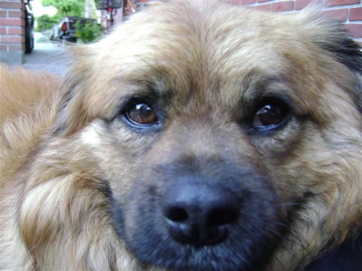 Blanding af racer Joy billede 14