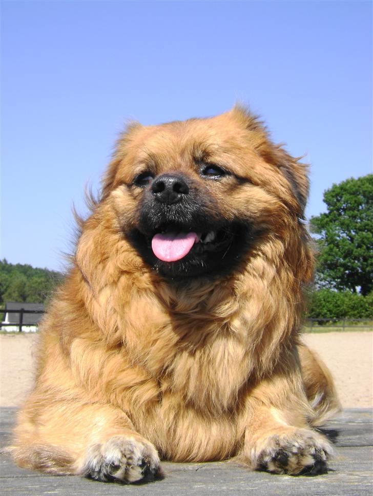 Blanding af racer Joy billede 15