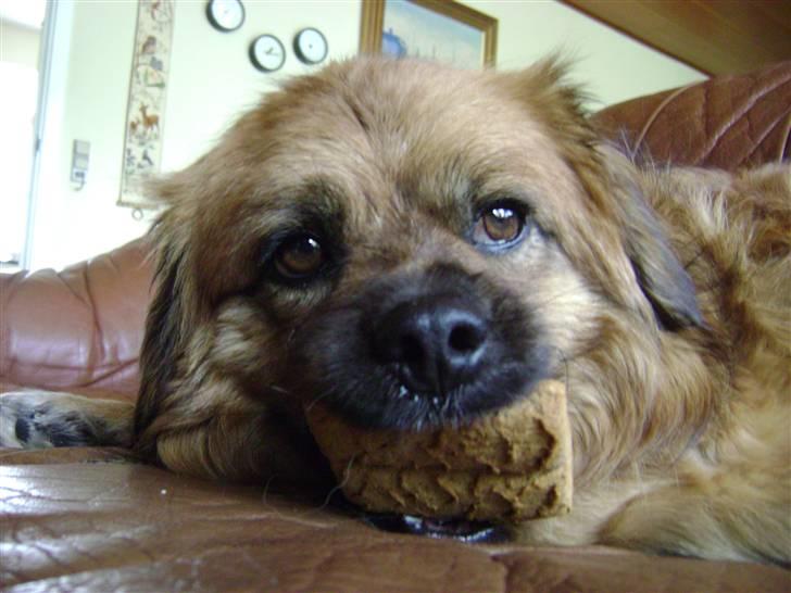 Blanding af racer Joy billede 16