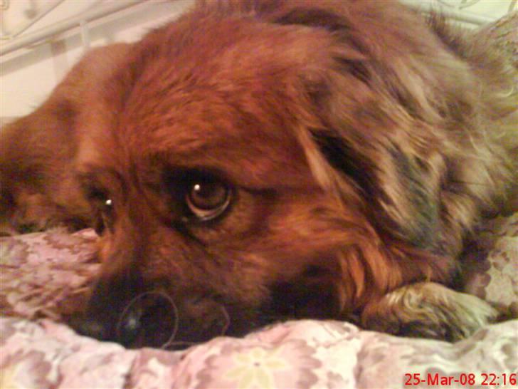 Blanding af racer Joy billede 17